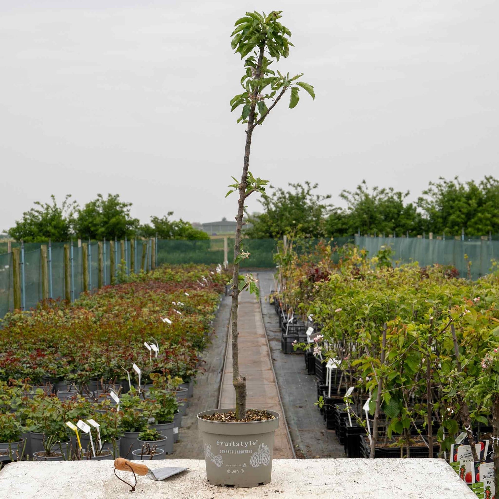 Apple Tree 'green Sensation' Compact Patio Ballerina Tree | 1 x 5L | Green