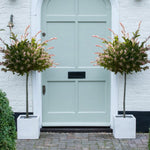 Thompson & Morgan A Pair Of Salix Flamingo Trees - 17cm Potted Plant (standard) - Ideal For Containers & Garden Border