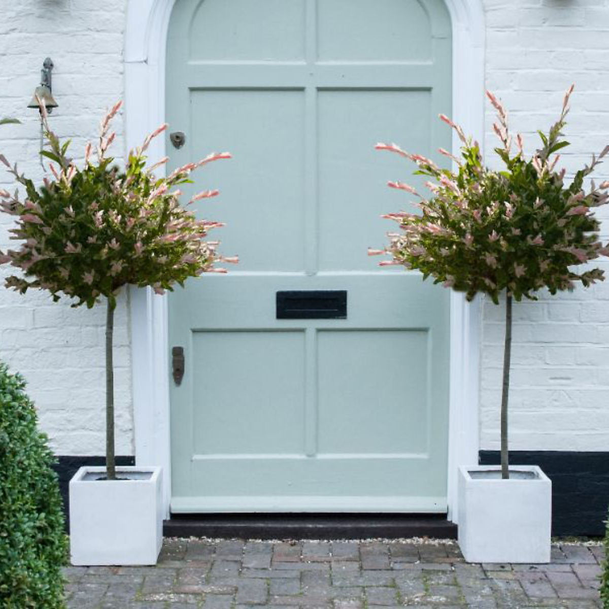 Thompson & Morgan A Pair Of Salix Flamingo Trees - 17cm Potted Plant (standard) - Ideal For Containers & Garden Border
