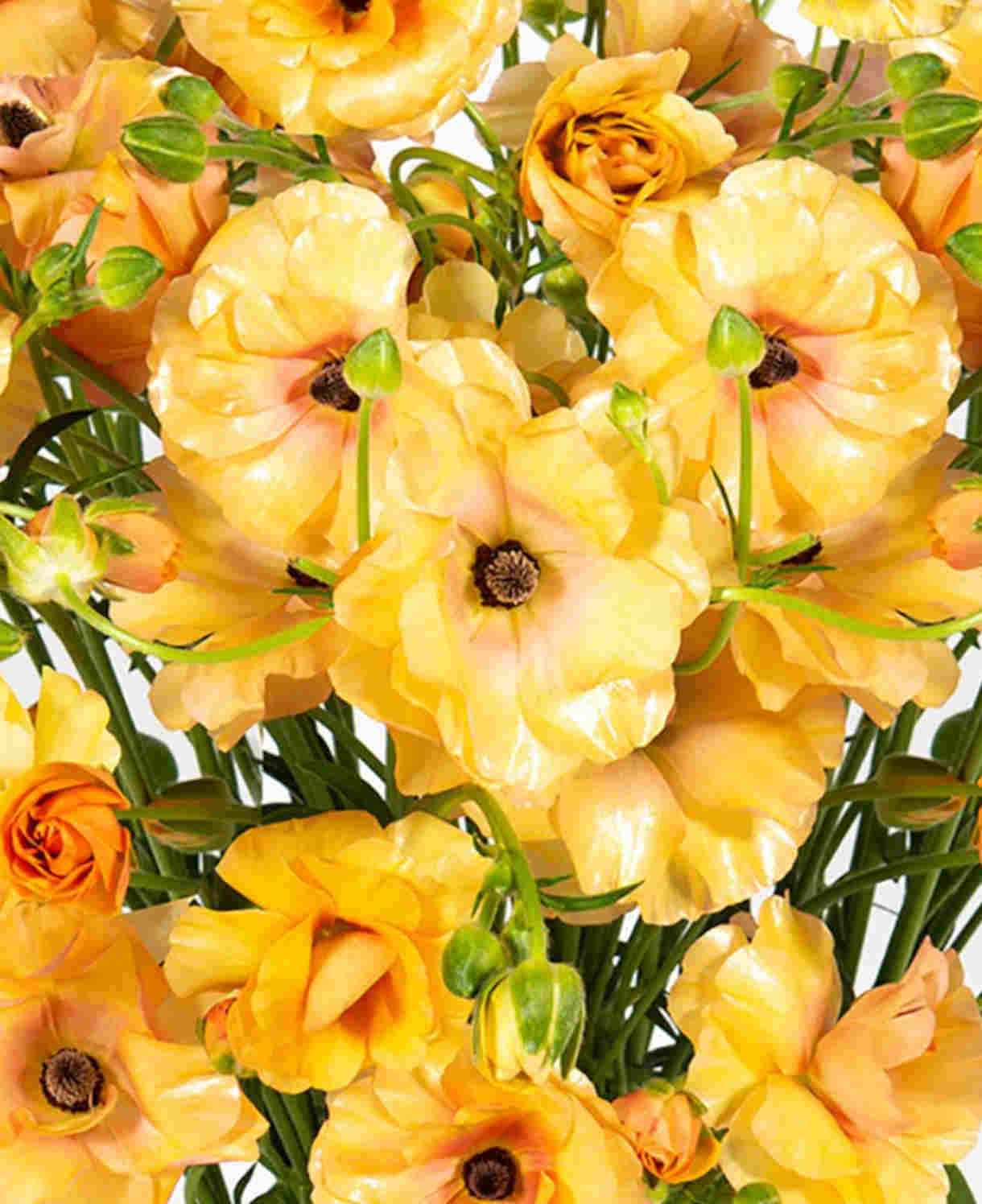 Growers Favourite Ranunculus Butterfly Mix | Set-of-6 | Multi