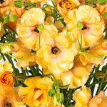 Growers Favourite Ranunculus Butterfly Mix | Set-of-3 | Multi