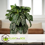 Zebra Plant - 2 Pcs. - Aphelandra Squarrosa 'botanica' - Height 25-45cm - ⌀13cm | Set of 2 | Green