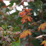 Acer Campestre Red Shine Tree 6ft Tall Supplied In A 12 Litre Pot
