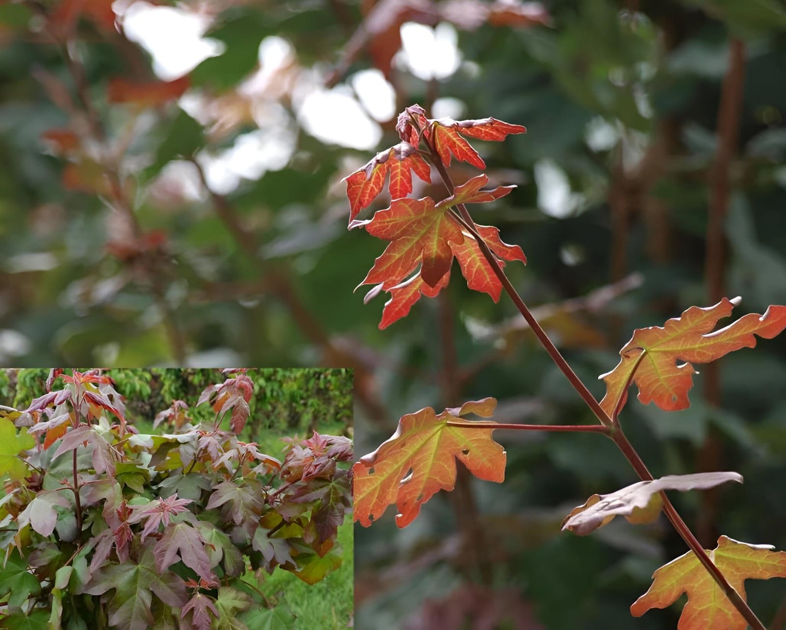 Acer Campestre Red Shine Tree 6ft Tall Supplied In A 12 Litre Pot