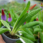 Primula Vialii 'red Hot Poker' Plants | 3 x 9cm | Crimson
