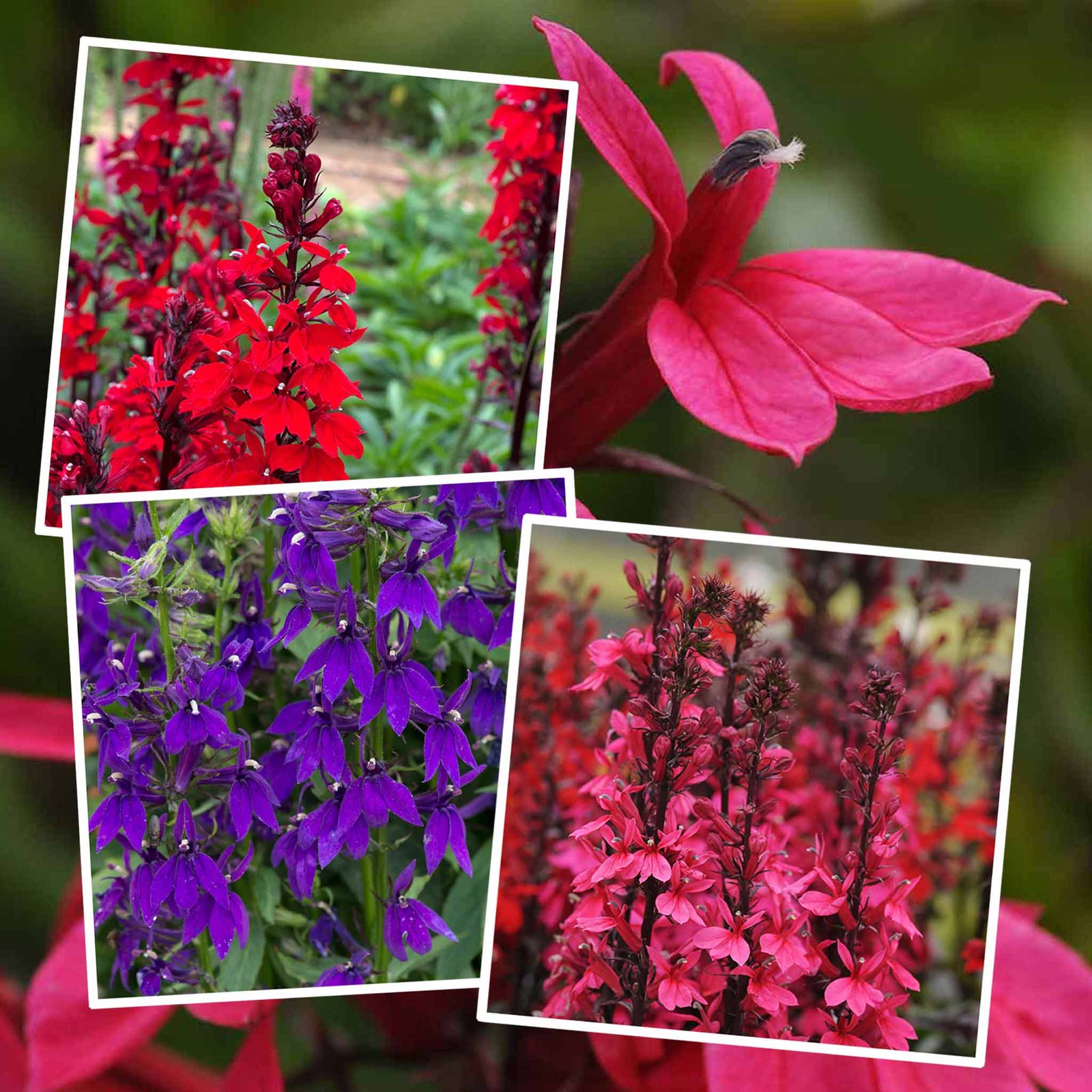 Lobelia Starship Collection - 3 Upright Lobelia Varieties For Borders And Containers | 6 x Jumbo Plugs | Red