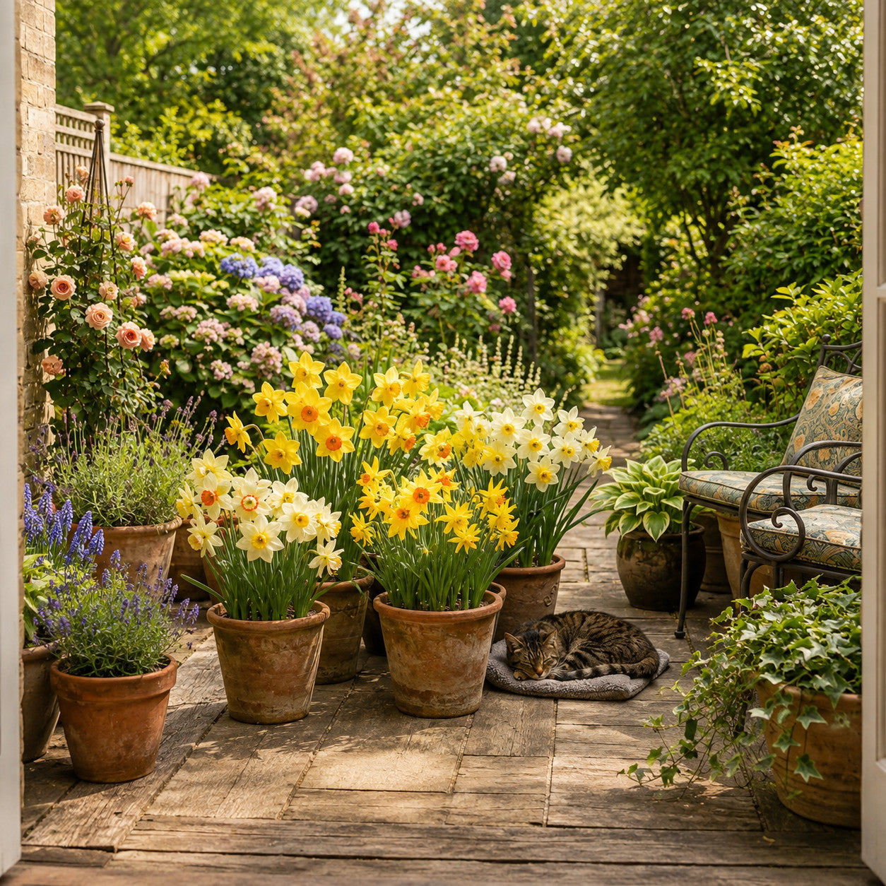 Exclusive Bumper Narcissus Collection - 60 Fantastic Bulbs