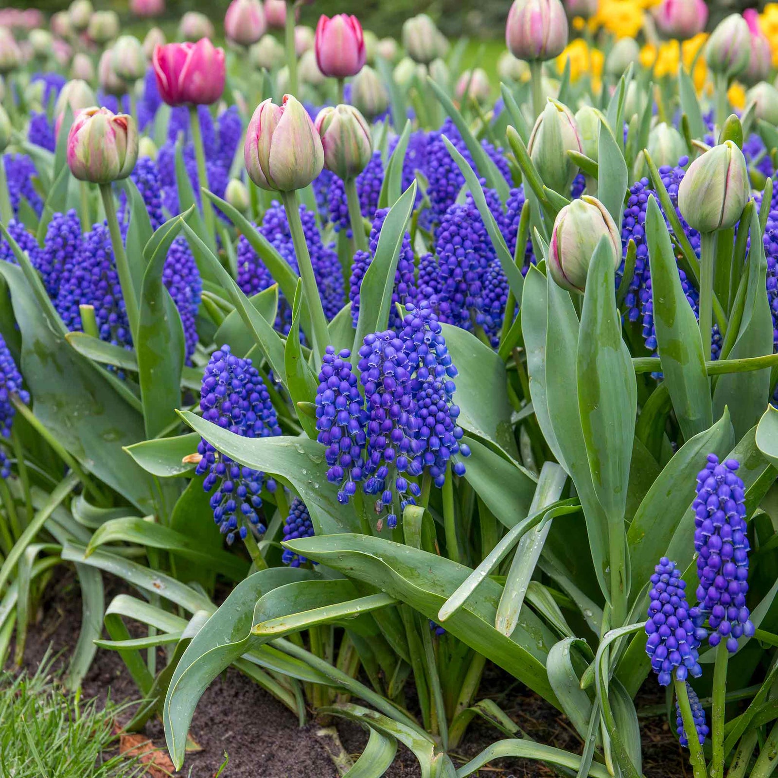 Grape Hyacinth Muscari Armeniacum | 50 x Bulbs | Multi