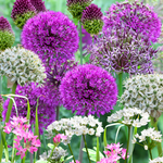 Allium Ultimate Mix - Pack Of 100 Mixed Allium Bulbs | 100 x Bulbs | Multi