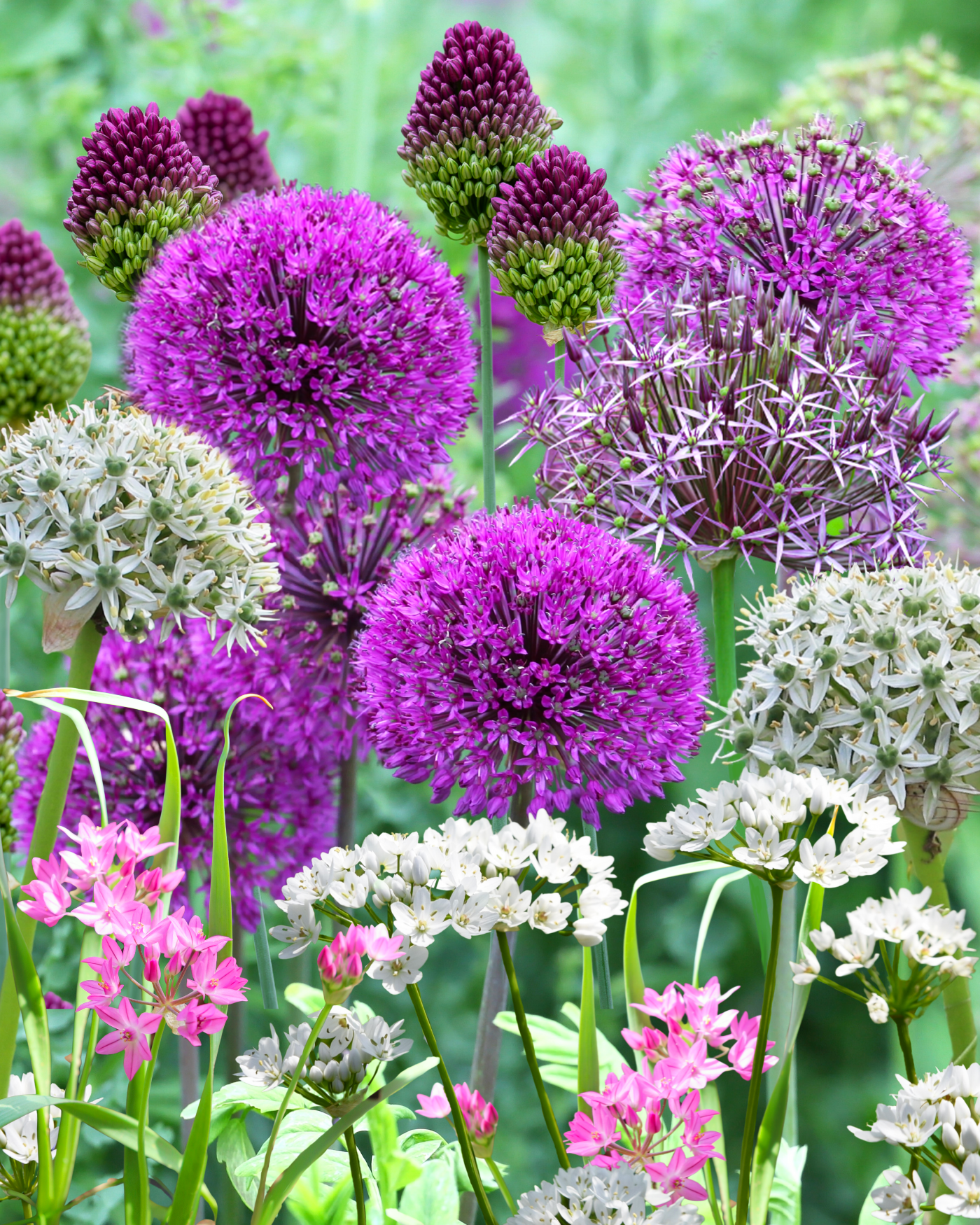 Allium Ultimate Mix - Pack Of 100 Mixed Allium Bulbs | 100 x Bulbs | Multi