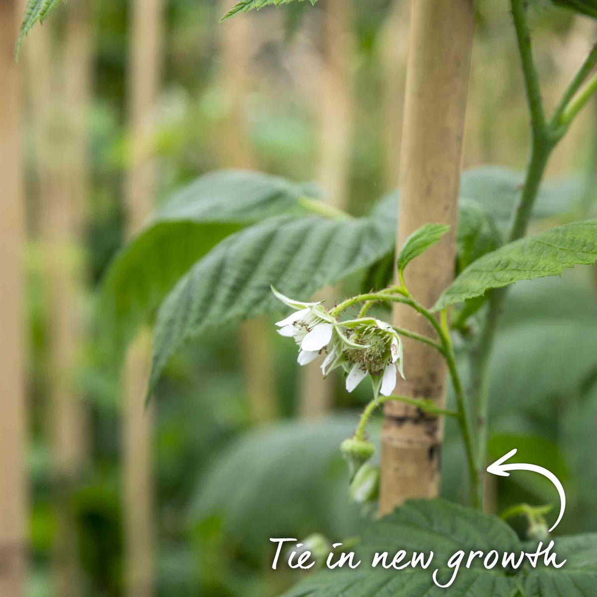 Thornless Raspberry 'joan J' - Compact Autumn-fruiting Primocane Bare Roots | Set of 10 | Scarlet