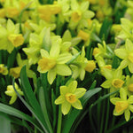 Spring Flowering Bulb Bonanza Collection | 100 x Bulbs