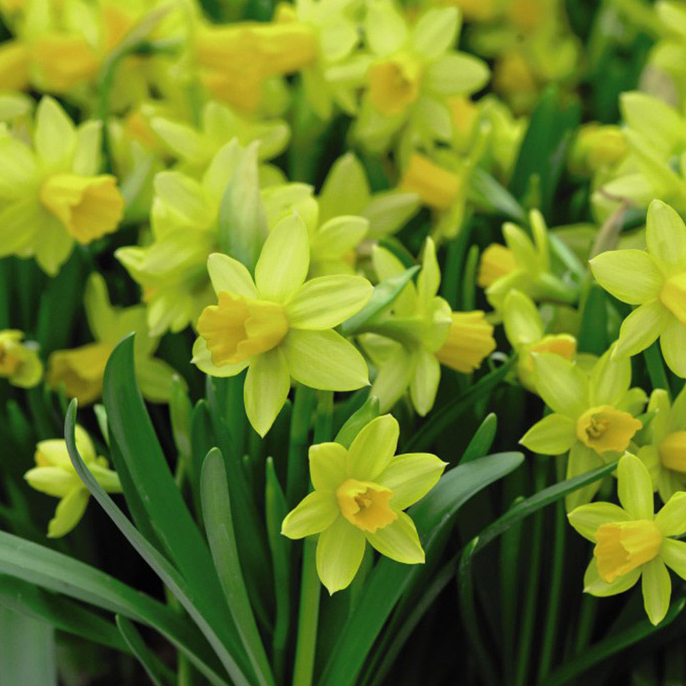 Spring Flowering Bulb Bonanza Collection | 100 x Bulbs