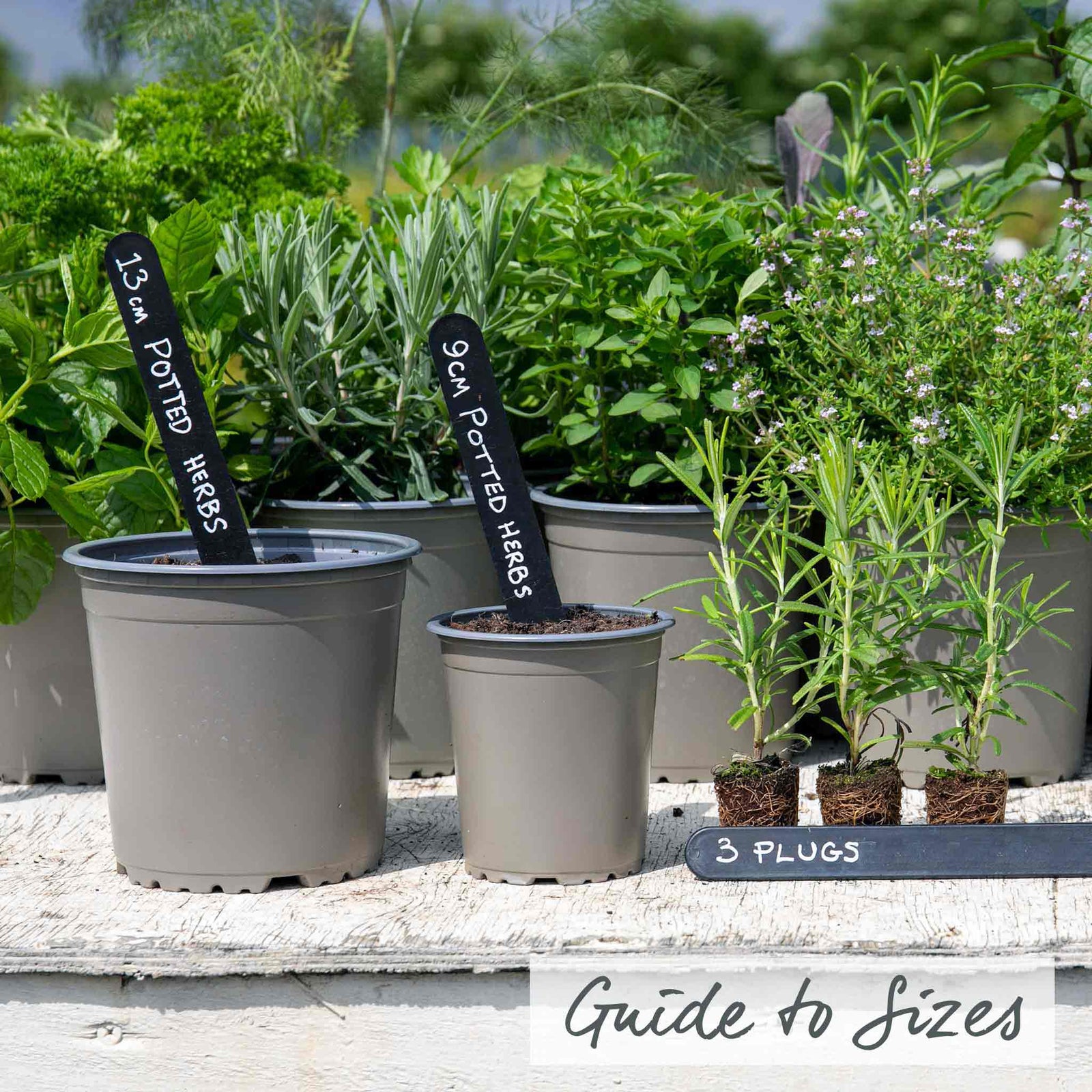 Rosemary 'upright' - Hardy Aromatic Herb | 9 x 9cm | Purple