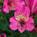 Alstroemeria 'summer Saint' Deep Mauve-pink Perennial | 6 x Jumbo Plugs | Pink