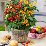 Nurseryman's Choice Tomato Potted Plant | 3 x 9cm