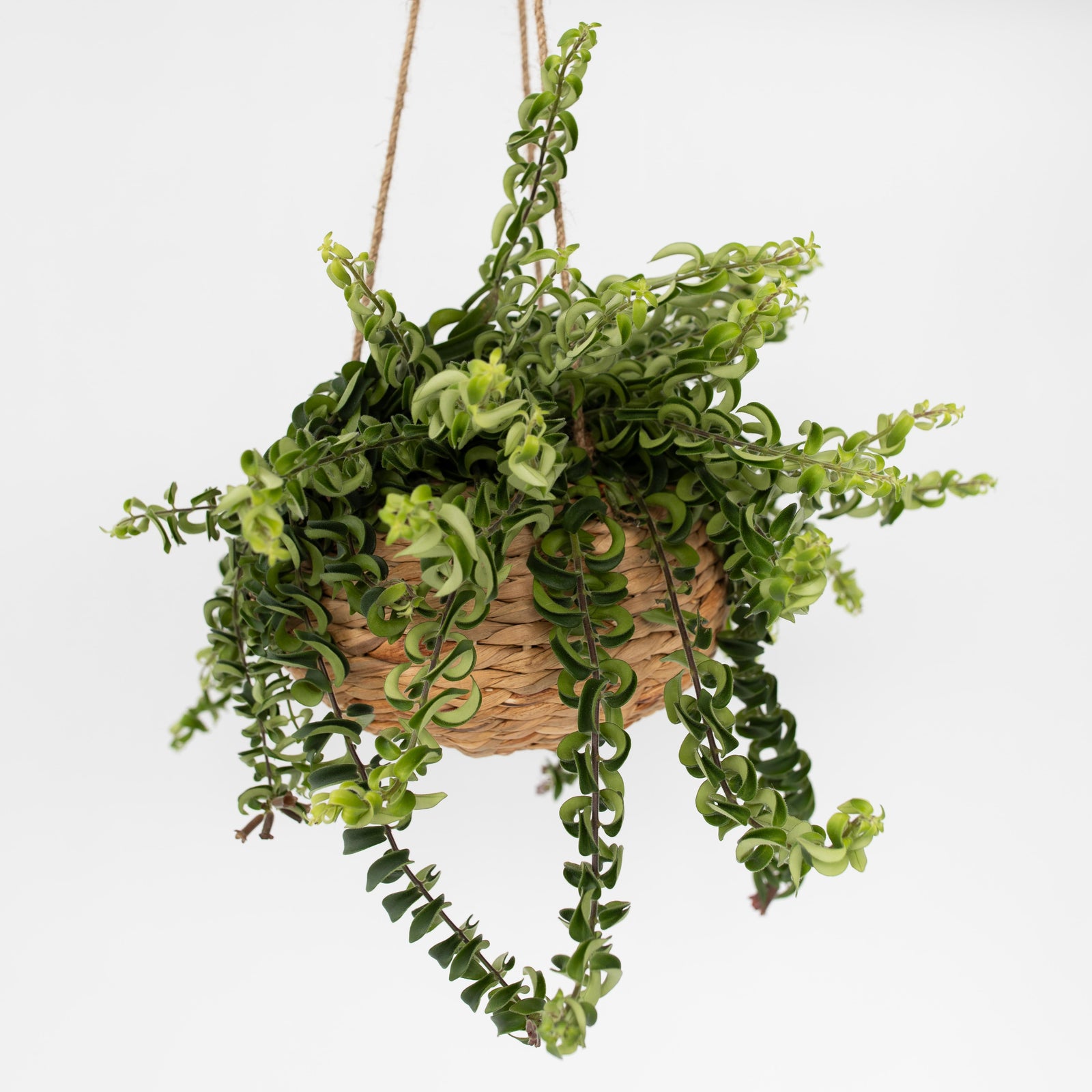 Lipstick Plant - Aeschynanthus Pulcher - Height 20-30cm - ⌀15cm | Set of 1 | Red