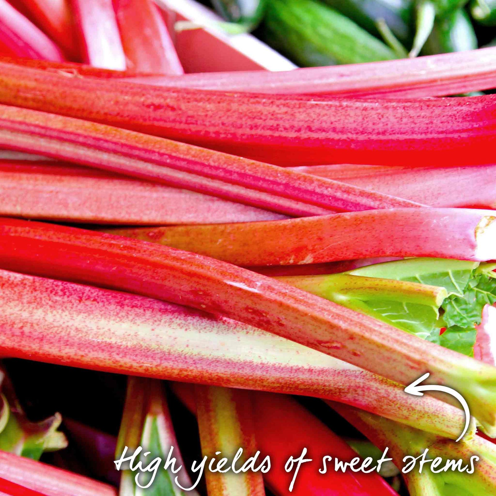 Rhubarb Plant 'raspberry Red' Early, Sweet Deep-red Stems | 1 x 2L | Red