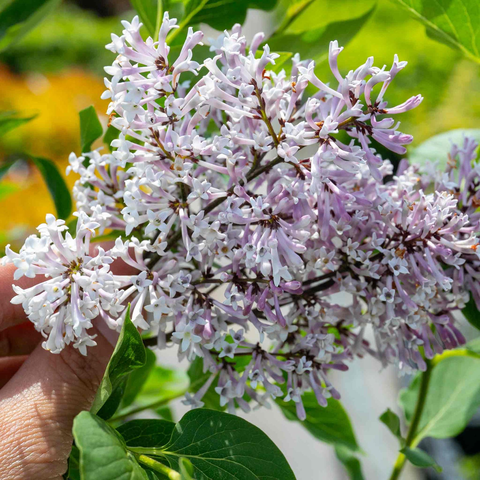 Syringa Patula 'miss Kim' Fragrant Lilac Shrub | 1 x 3L | Purple