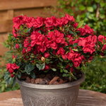 Azalea 'encore Autumn Fire' - Red Semi-evergreen Shrub, Spring & Autumn Blooms | 3 x 9cm | Red
