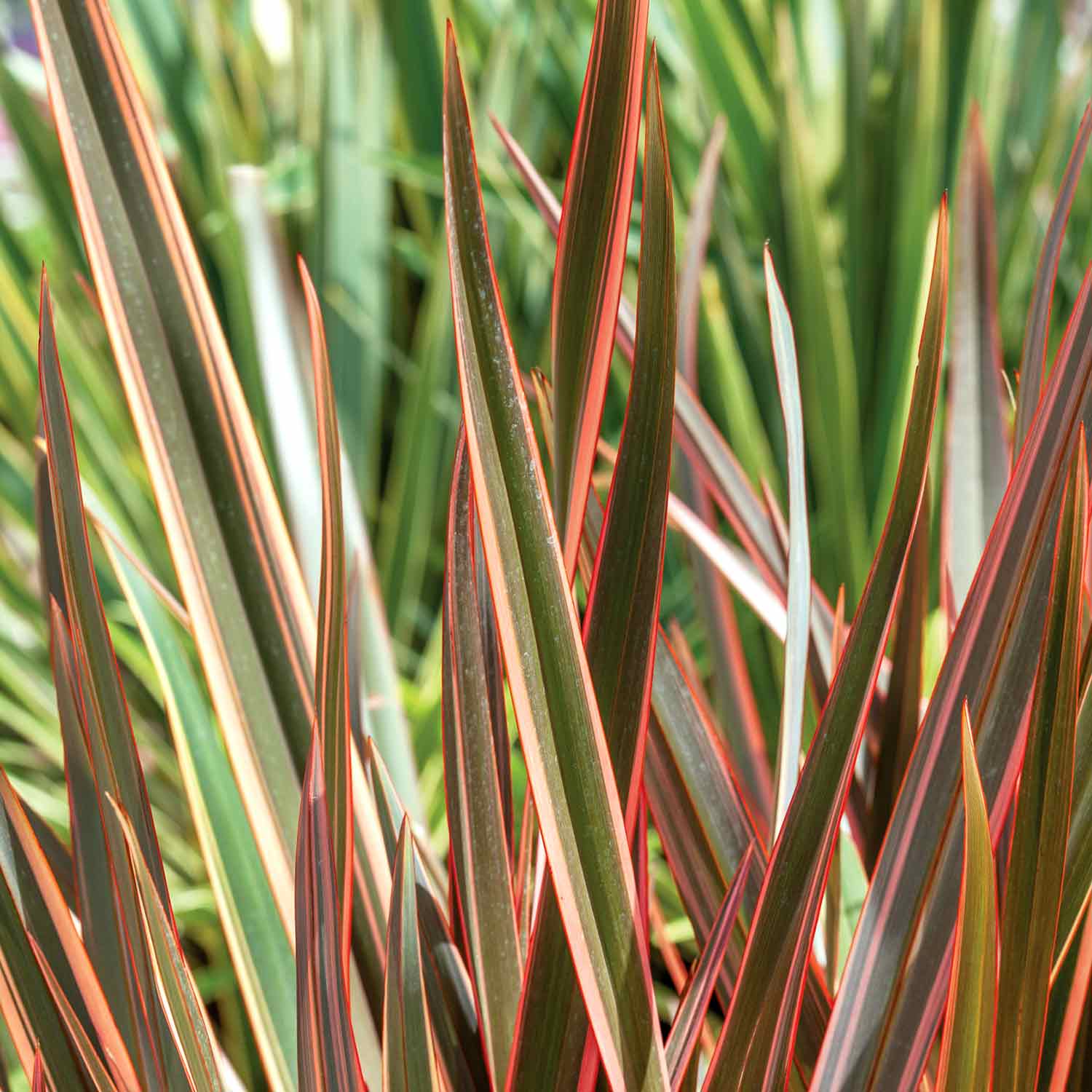 Phormium 'maori Queen' Evergreen, Drought-tolerant Border Plant | 1 x 9cm | Green & Pink