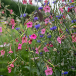 Nicotiana 'whisper Mix' Seeds | 50 Seeds