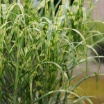 Miscanthus 'giganteus Alligator' Variegated Ornamental Grass 9cm | Set of 3 | Orange & Yellow