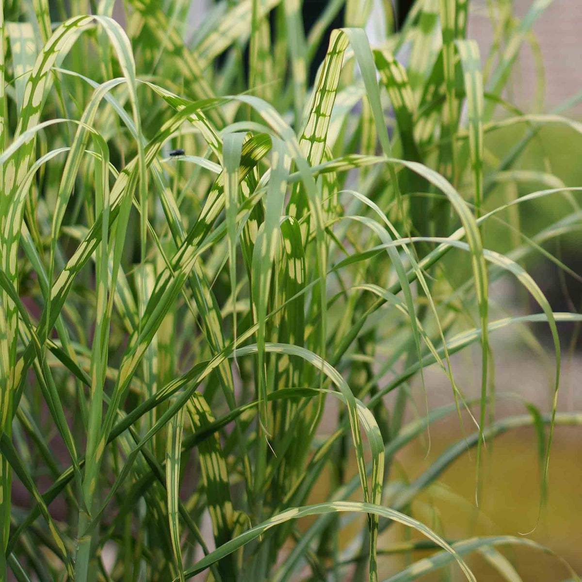Miscanthus 'giganteus Alligator' Variegated Ornamental Grass 9cm | Set of 3 | Orange & Yellow