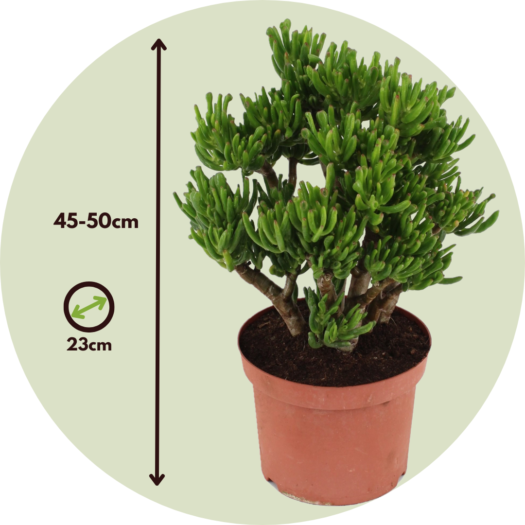 Jade Plant - Crassula Ovata 'hobbit' - Height 45-50cm - ⌀23cm | Set of 1 | Green