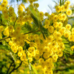 Acacia Dealbata - Blue Wattle - 9cm Pots | 3 x 9cm | Yellow