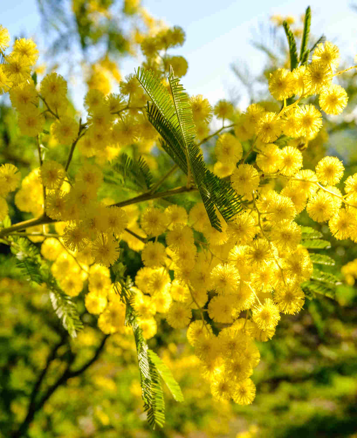 Acacia Dealbata - Blue Wattle - 9cm Pots | 3 x 9cm | Yellow