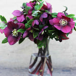 Ultimate Winter-flowering Hellebore Collection | Set of 36