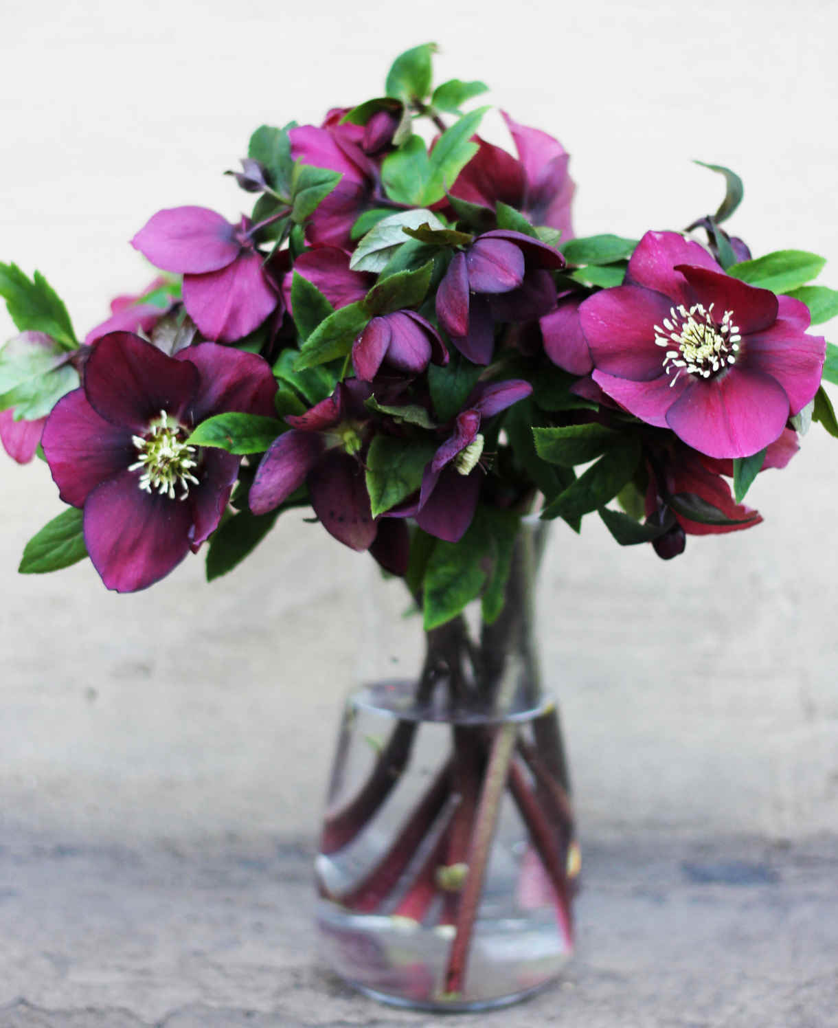 Ultimate Winter-flowering Hellebore Collection | Set of 36