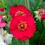 Strawberry 'summer Breeze Rose' | 3 x Plug Plants | Red