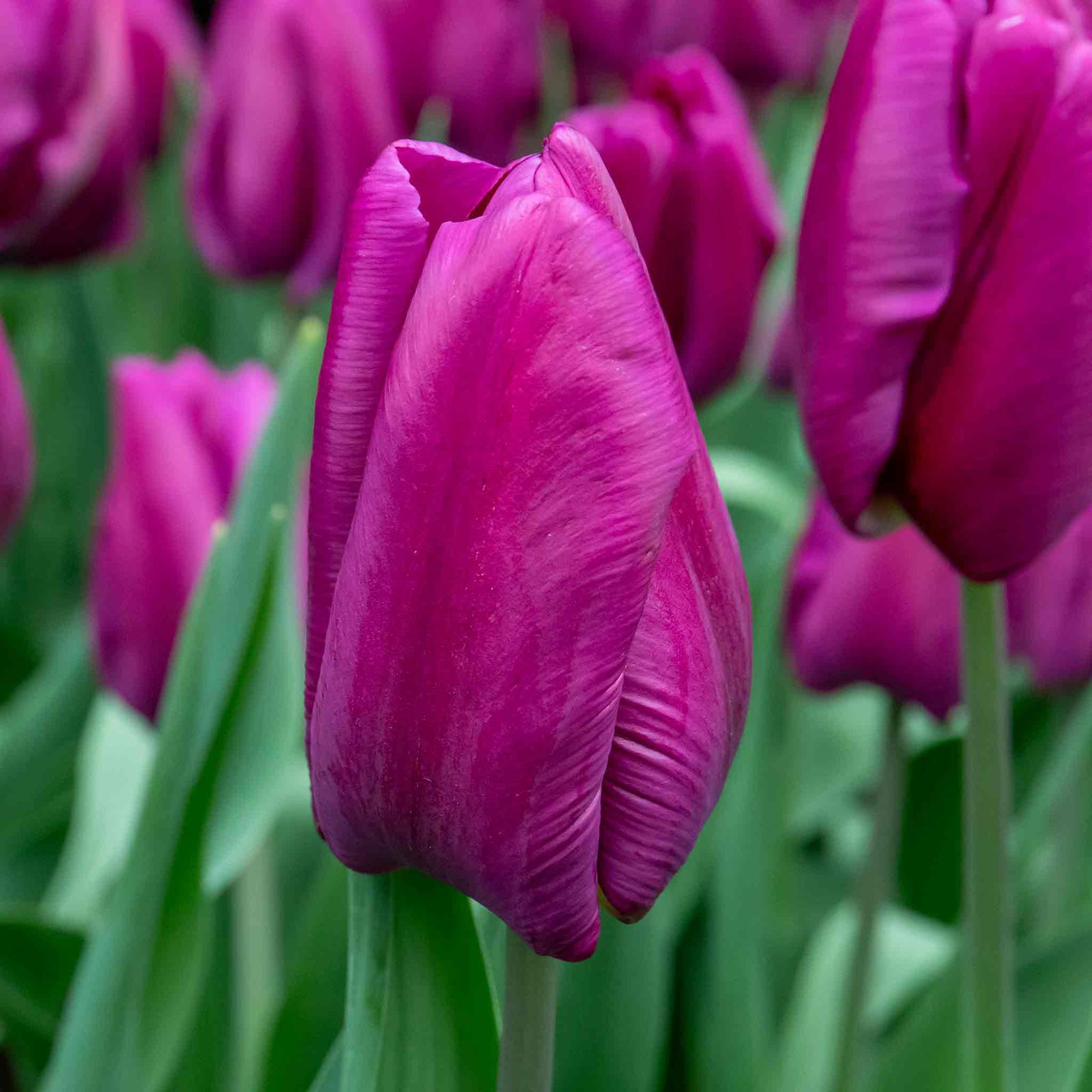 Tulip Purple Prince | 10 x Bulbs | Purple