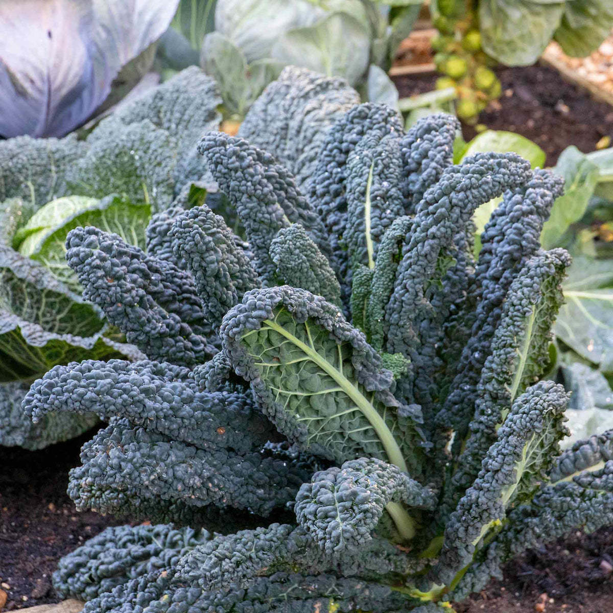 Kale Plant Cavolo Nero 'black Magic' For Uk Gardens | 16 x Pro Grower Plugs | Green