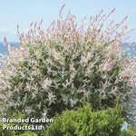 Thompson & Morgan A Pair Of Salix Flamingo Trees - 17cm Potted Plant (standard) - Ideal For Containers & Garden Border