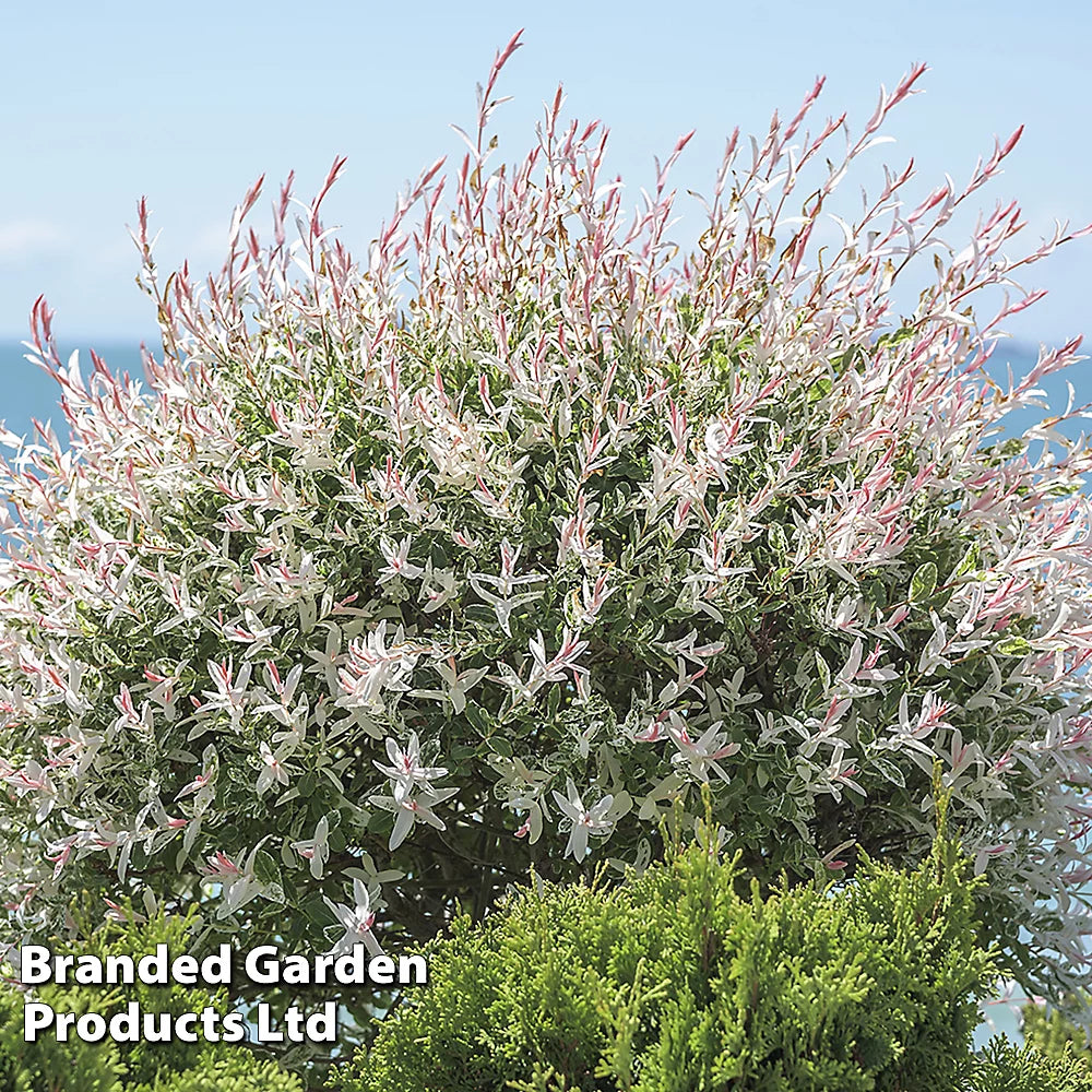 Thompson & Morgan A Pair Of Salix Flamingo Trees - 17cm Potted Plant (standard) - Ideal For Containers & Garden Border