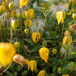 Clematis Orientalis 'bill Mackenzie' - 8cm Pots | Set-of-1 | Yellow