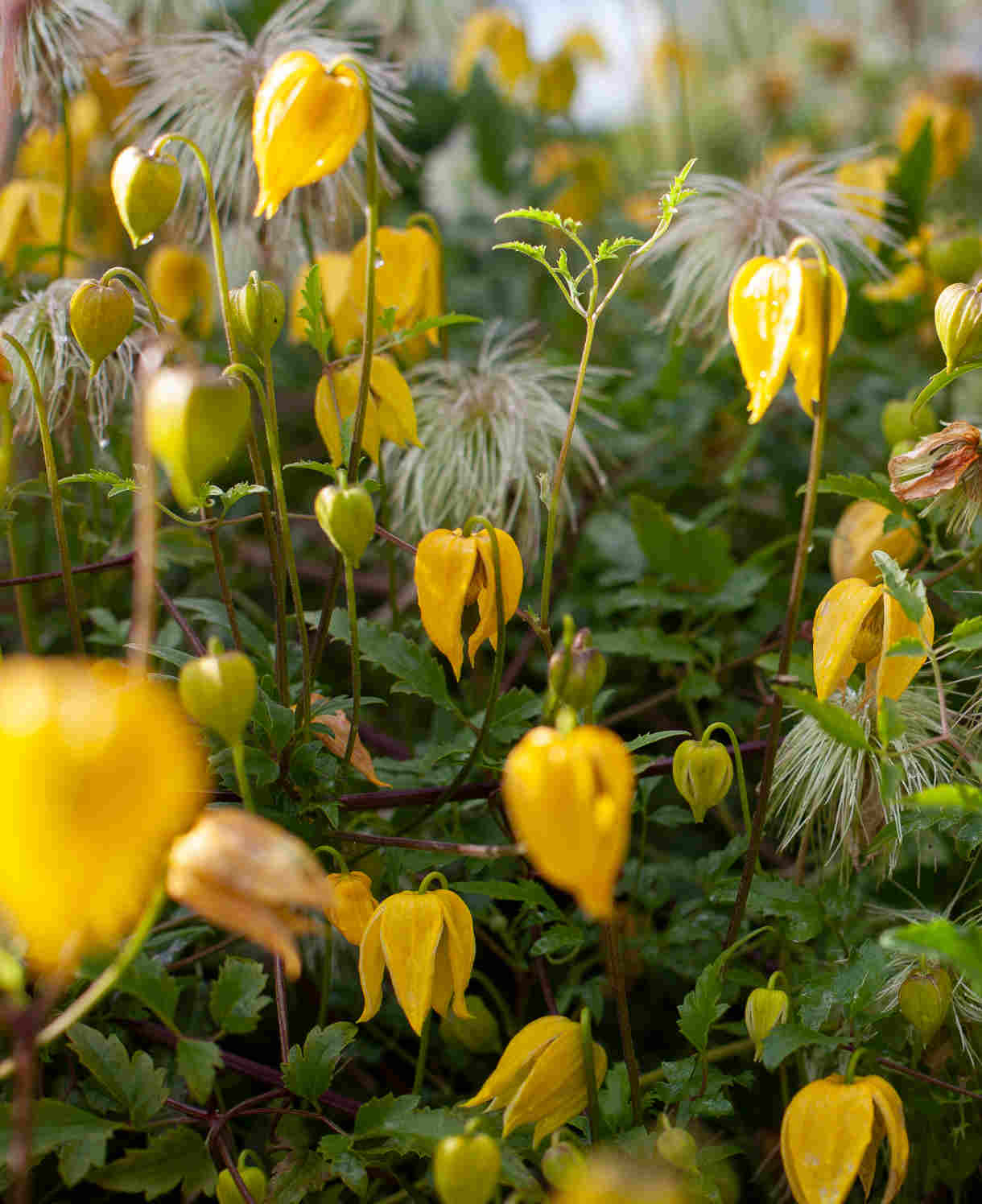 Clematis Orientalis 'bill Mackenzie' - 8cm Pots | Set-of-1 | Yellow