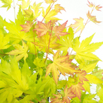 Japanese Maple - Acer Palmatum 'Orange Lace' - Height 60-70cm - ⌀19cm | Set of 2 | Green