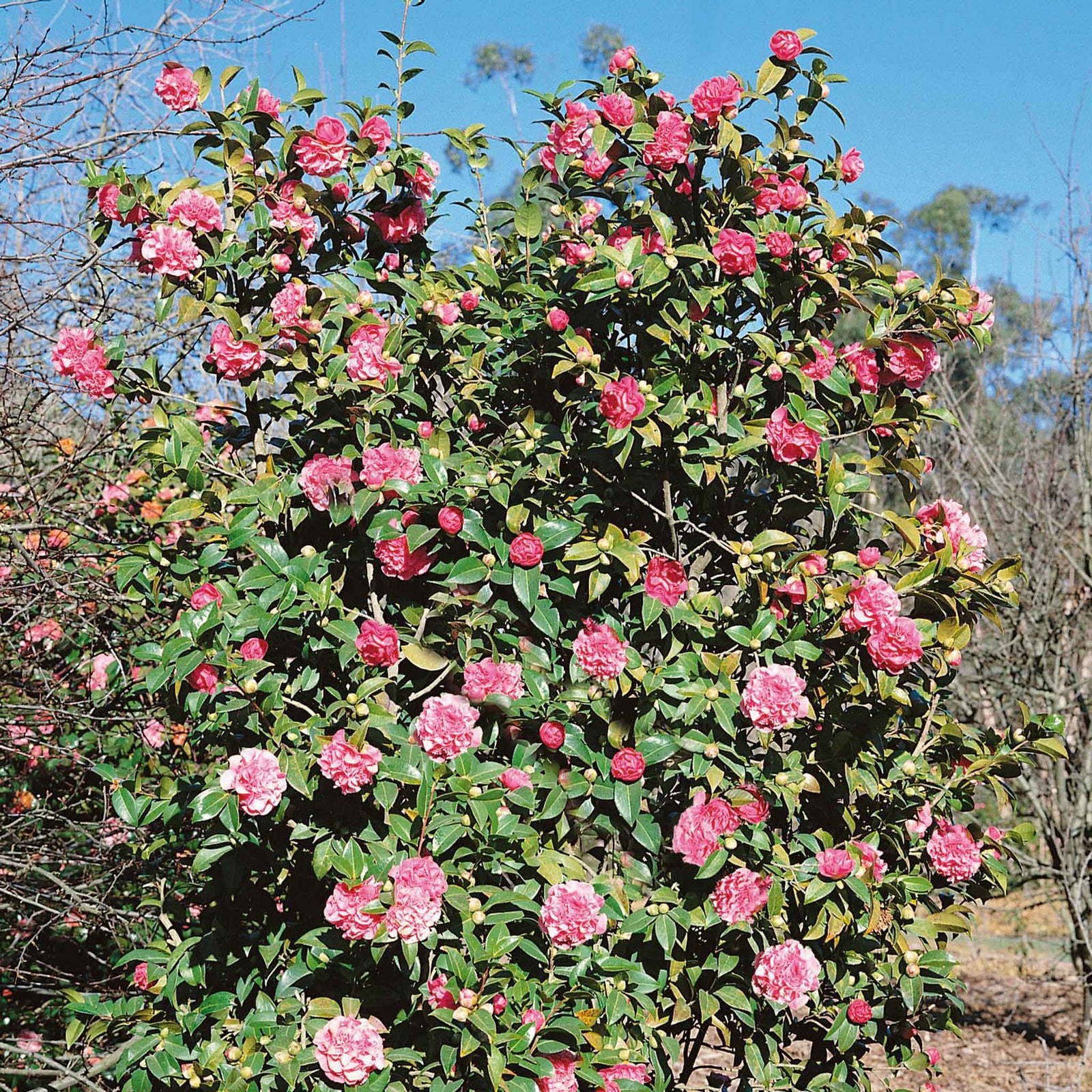 Camellia Williamsii 'debbie' Pink Evergreen Shrub | 1 x 3L | Pink