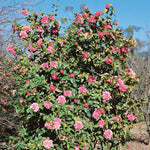Camellia Williamsii 'debbie' Pink Evergreen Shrub | 1 x 9cm | Pink