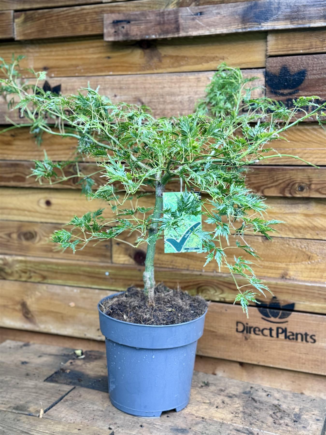 Direct Plants Acer Palmatum Dissectum Seiryu 50-60cm In A 7.5 Litre Pot