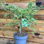 Acer Palmatum Dissectum Seiryu 50-60cm In A 7.5 Litre Pot