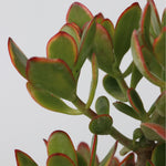 Jade Plant - Crassula Ovata 'sunset' - Height 55-60cm - ⌀30cm | Set-of-1 | Green