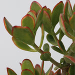 Jade Plant - Crassula Ovata 'sunset' - Height 55-60cm - ⌀30cm | Set of 1 | Green
