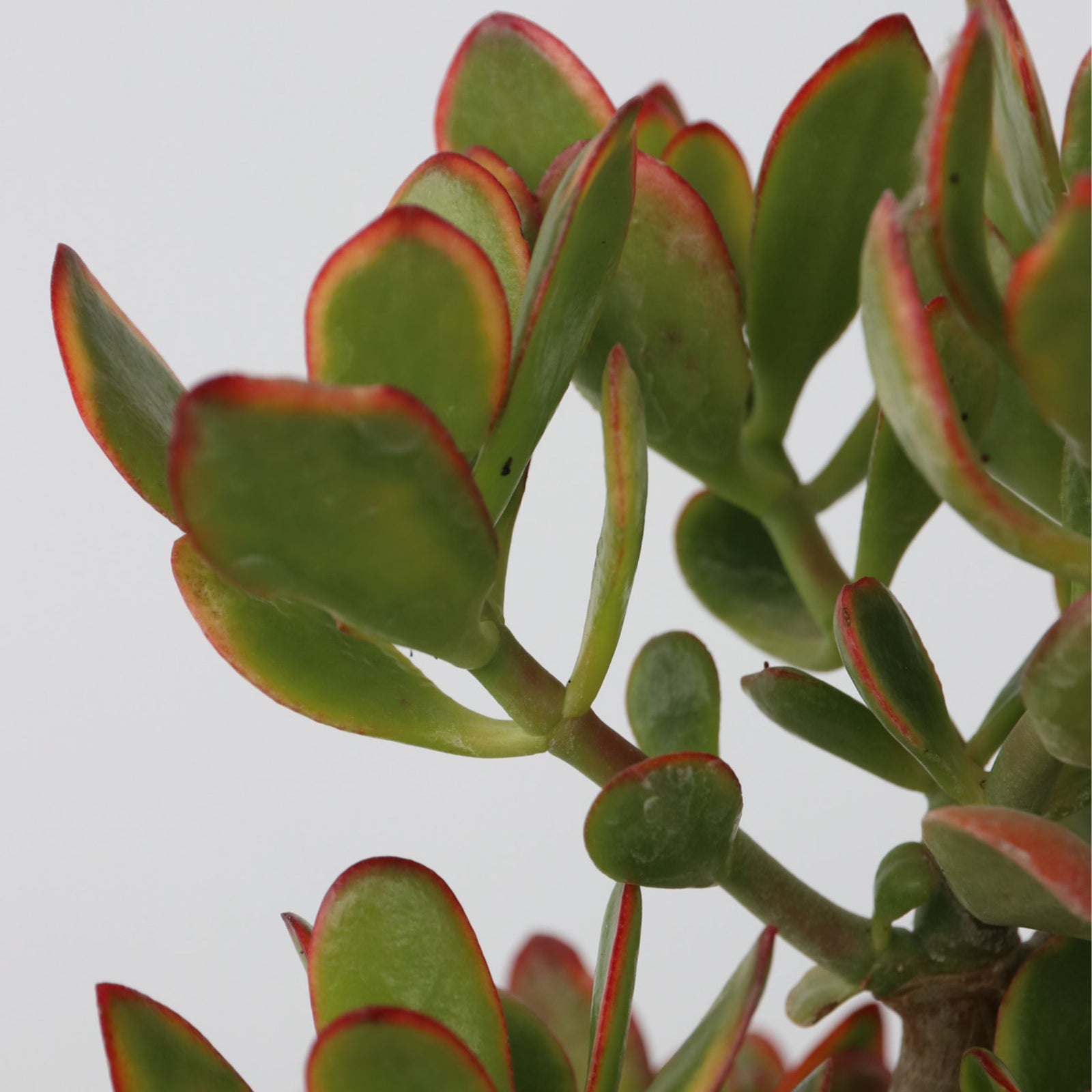 Jade Plant - Crassula Ovata 'sunset' - Height 55-60cm - ⌀30cm | Set of 1 | Green