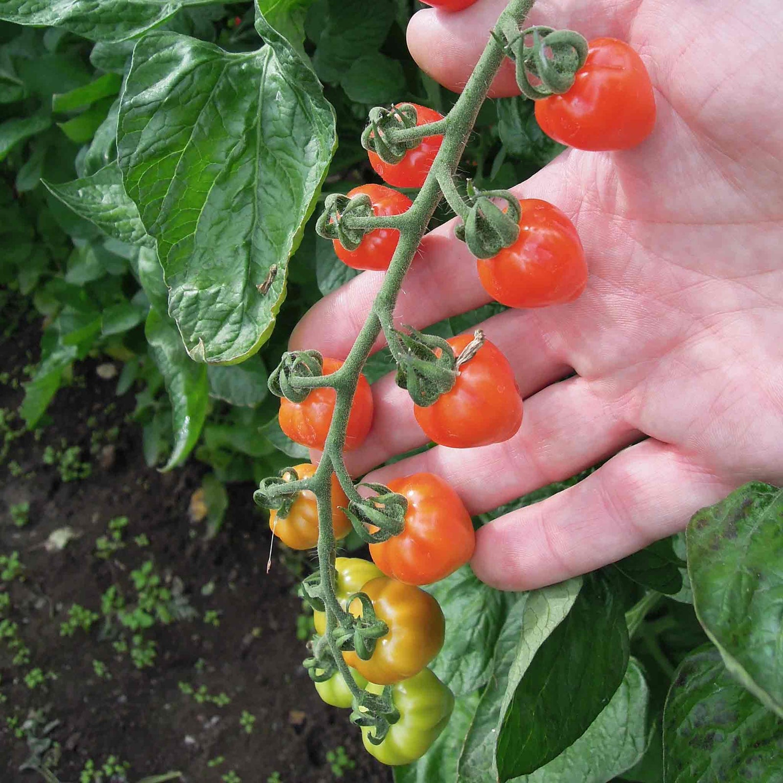 Tomato Seeds 'fraise' - Strawberry-shaped Cherry | 15 Seeds