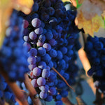 Vitis Boskoop Glory Black Grape Vine Climbing Fruit Plant 3-4ft Tall In A 3 Litre Pot